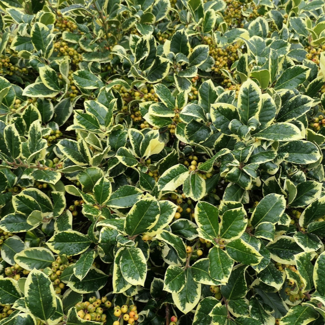 Ilex x altaclerensis | Golden King