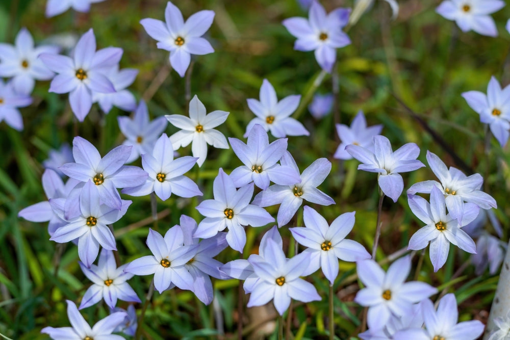 Ipheion uniflorum | Spring Starflower