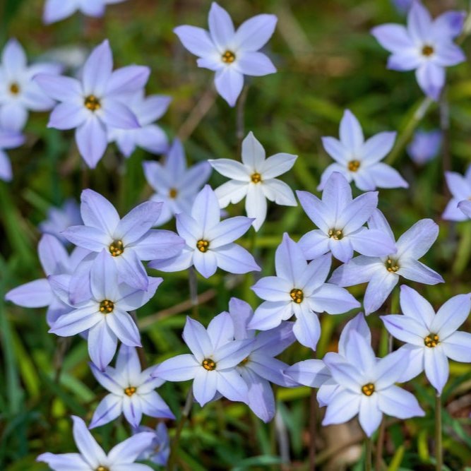 Ipheion uniflorum | Spring Starflower