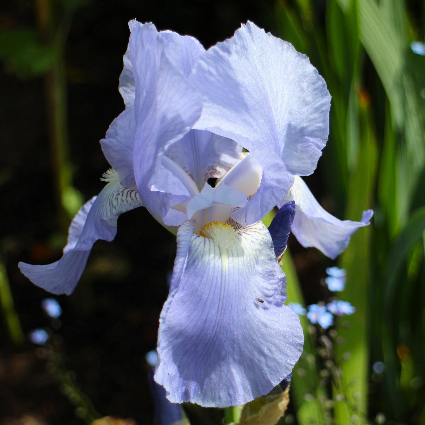 Bearded Iris (Median) | Karin Olding