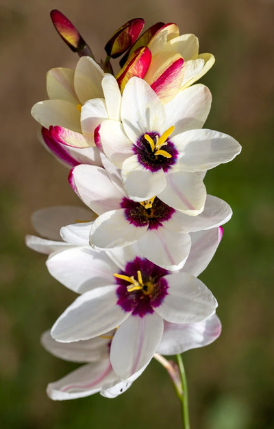 Ixia | White | White Corn Lily