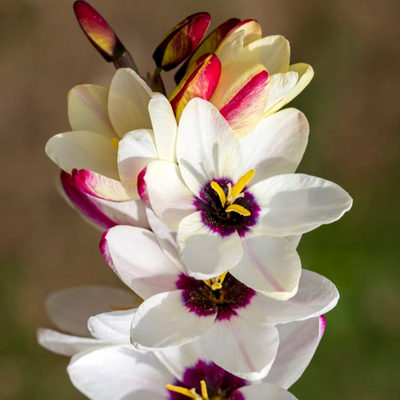 Ixia | White | White Corn Lily