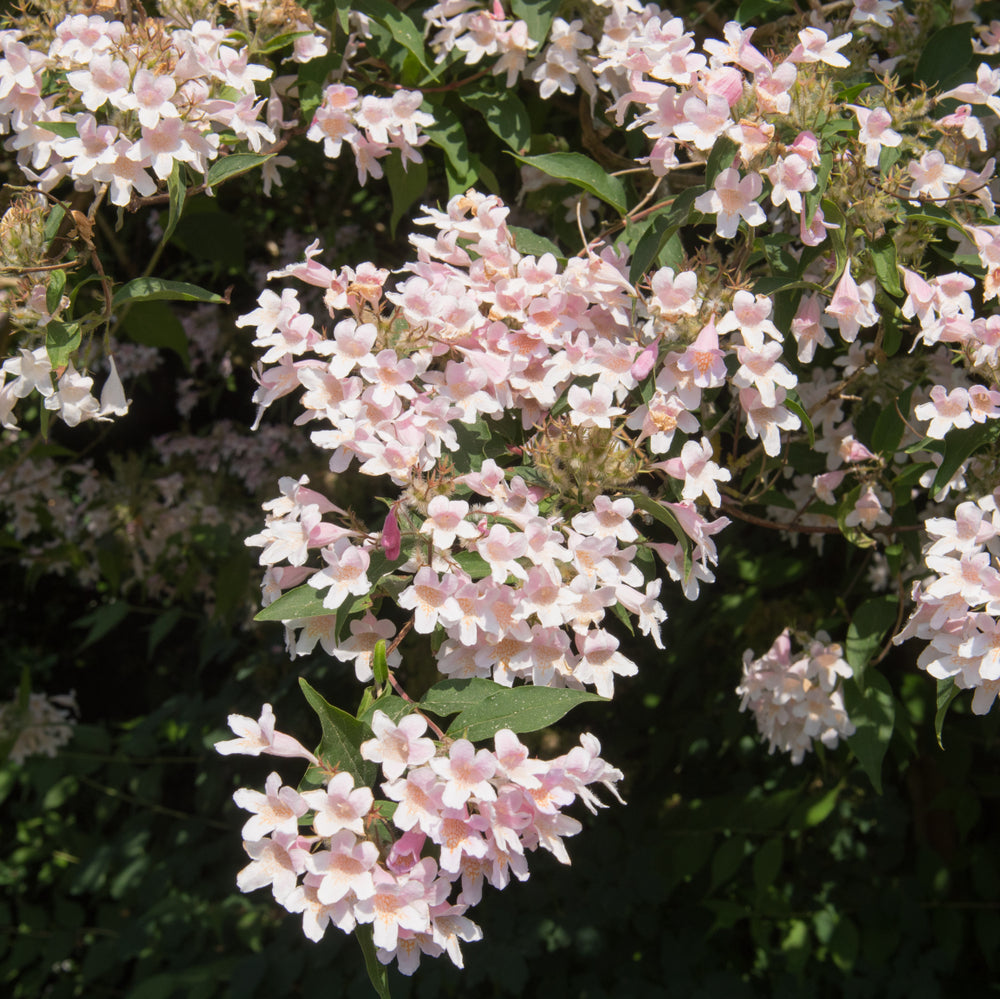 Kolkwitzia amabilis | Pink Cloud | Beauty Bush