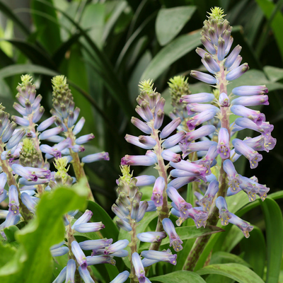 Lachenalia mediana