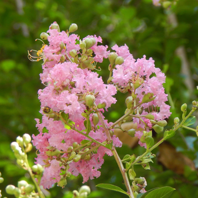 Lagerstroemia indica | Soil d'Oir