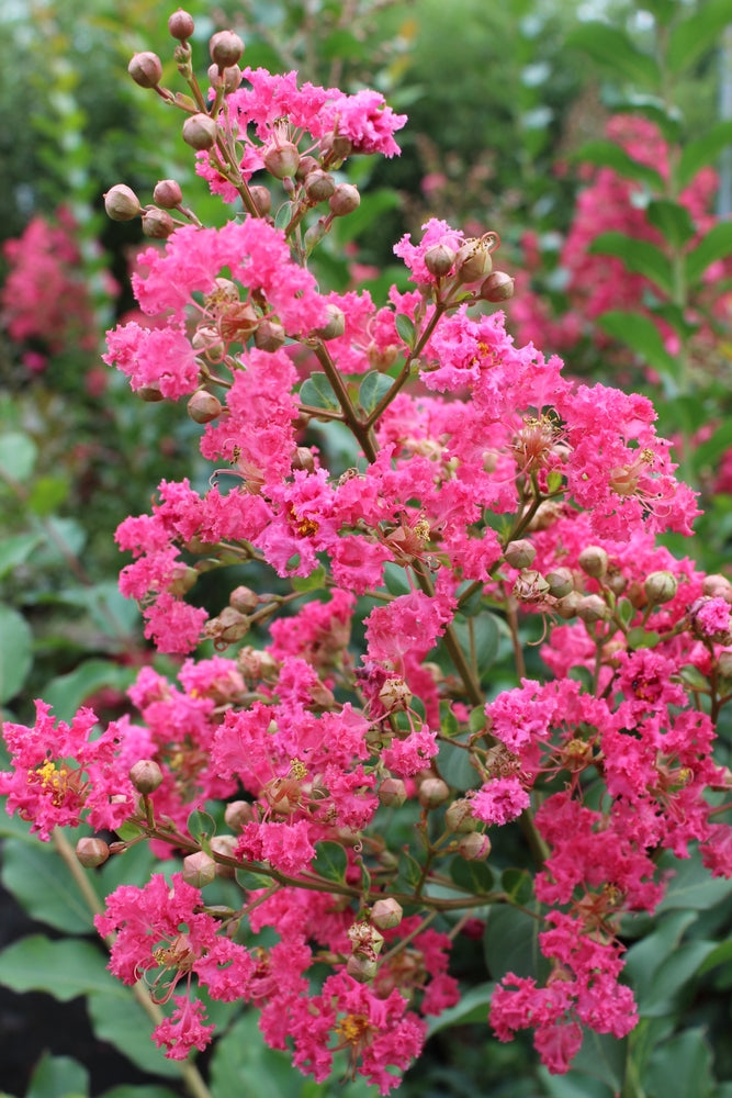 Lagerstroemia indica | Flamenco