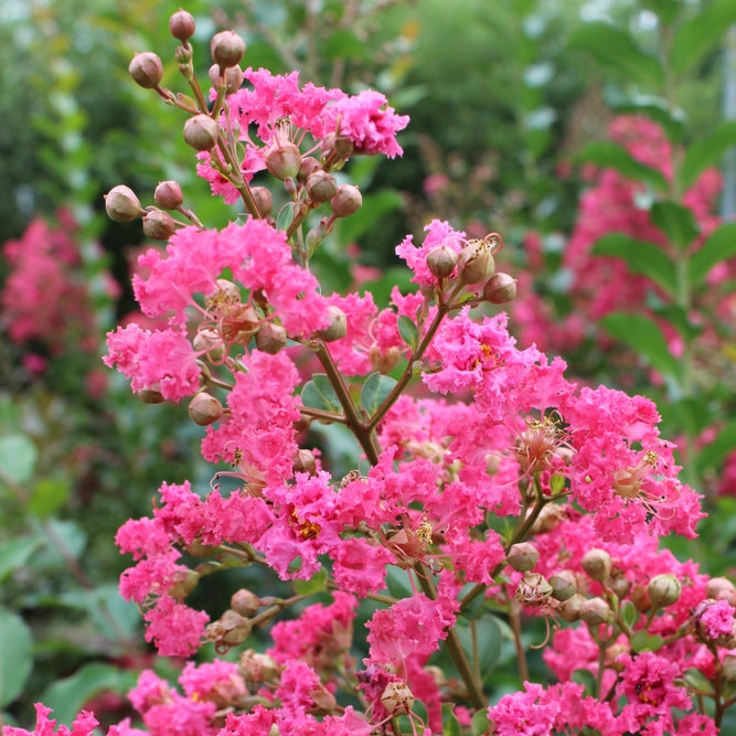 Lagerstroemia indica | Flamenco