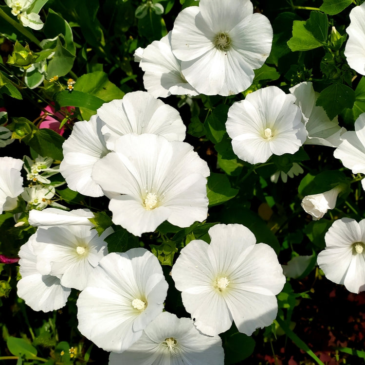 Lavatera trimestris | Rose Mallow | White