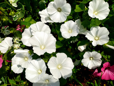 Lavatera trimestris | Rose Mallow | White