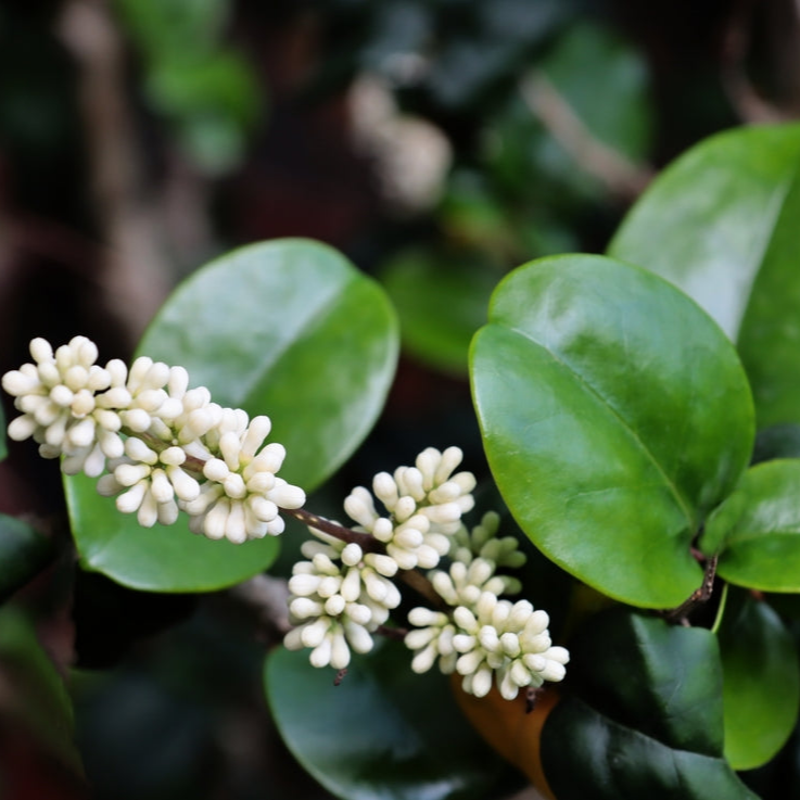 Ligustrum japonicum | Rotundifolium