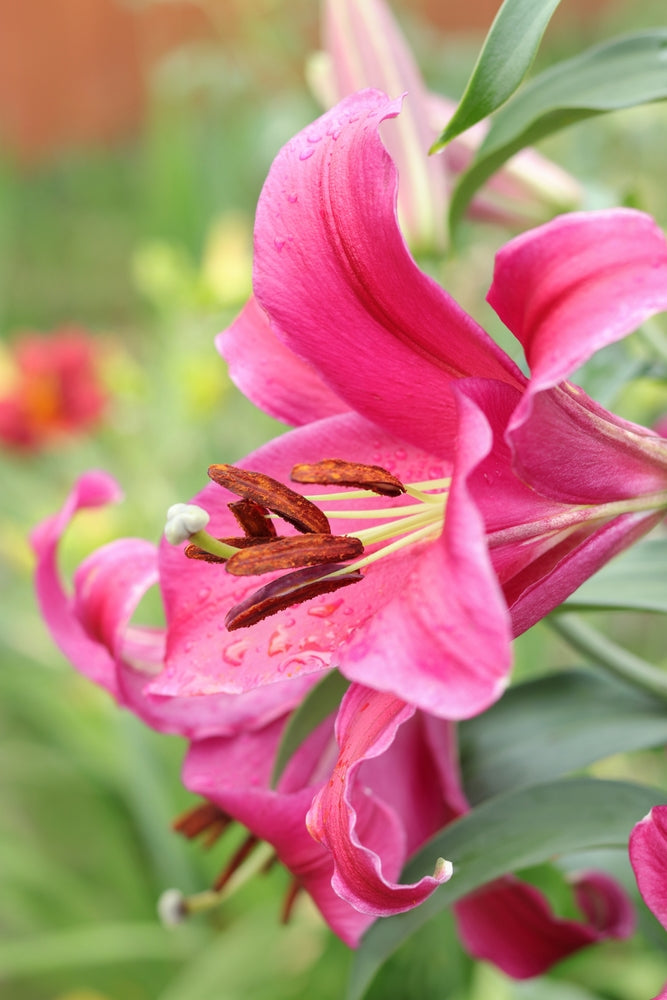 Lilium x hybrid | Indian Summerset