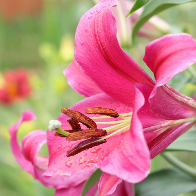 Lilium x hybrid | Indian Summerset