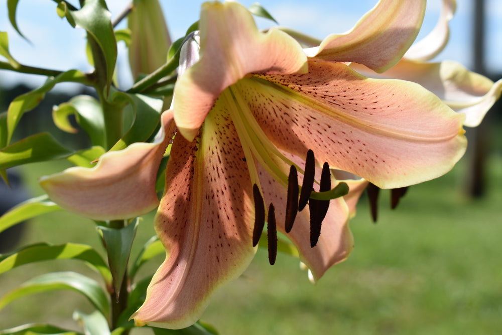 Lilium x asiatica | Morpho Pink