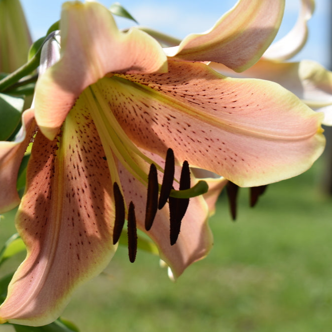 Lilium x asiatica | Morpho Pink