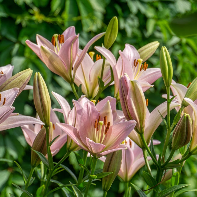 Lilium x hybrid | Tsjaikovski