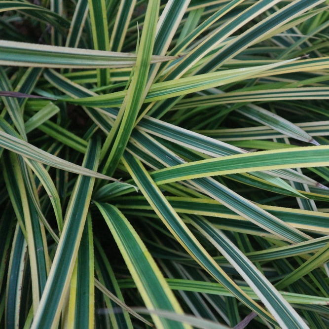 Liriope muscari | Variegata