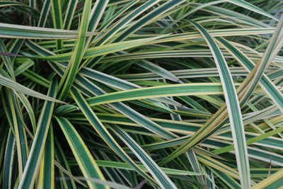 Liriope muscari | Variegata