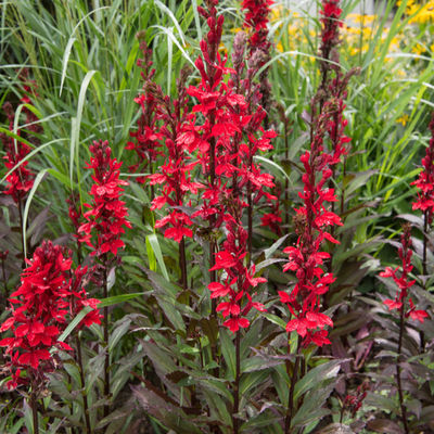 Lobelia cardinalis | Queen Victoria