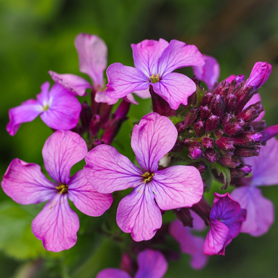 Lunaria annua | Chedglow