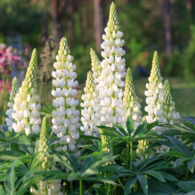 Lupinus polyphyllus | Fraulein