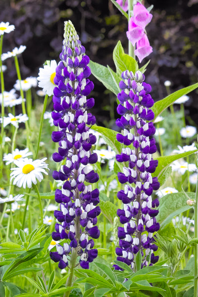 Lupinus polyphyllus | The Govenor