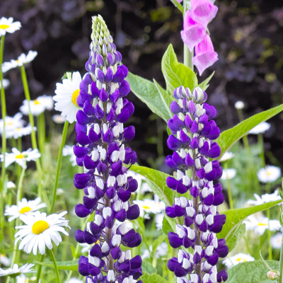 Lupinus polyphyllus | The Govenor