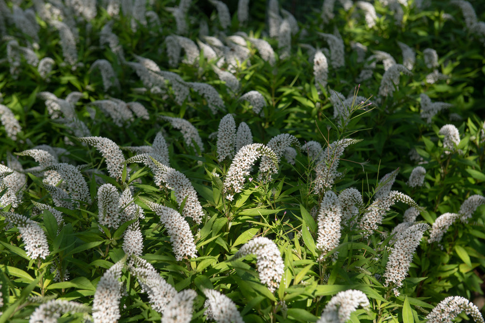 Lysimachia clethroides | Gooseneck Loosestrife