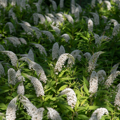 Lysimachia clethroides | Gooseneck Loosestrife