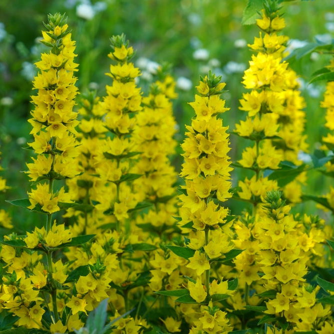 Lysimachia punctata | Large Yellow Loosestrife