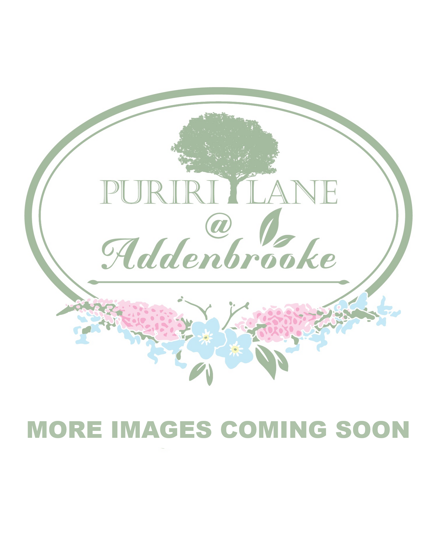 Dierama pulcherrimum | Violet Pink