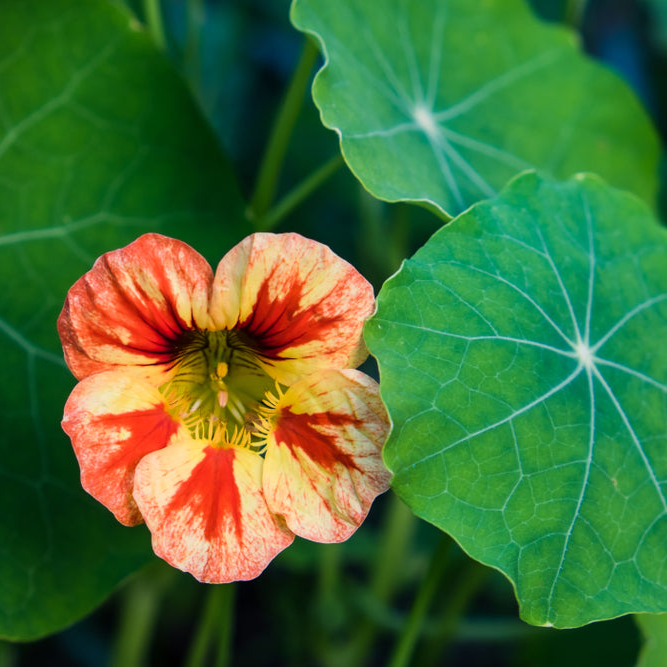 Tropaeolum minus | Nasturtium | Bloody Mary