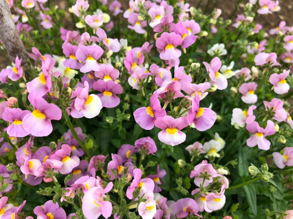 Nemesia Pink