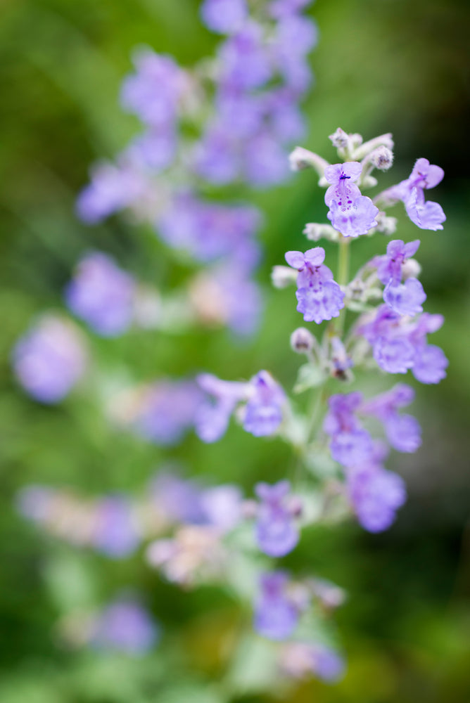 Nepeta mussinii