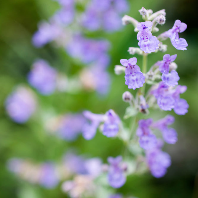 Nepeta mussinii