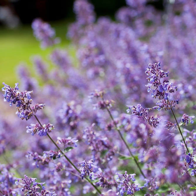 Nepeta Six Hills Giant