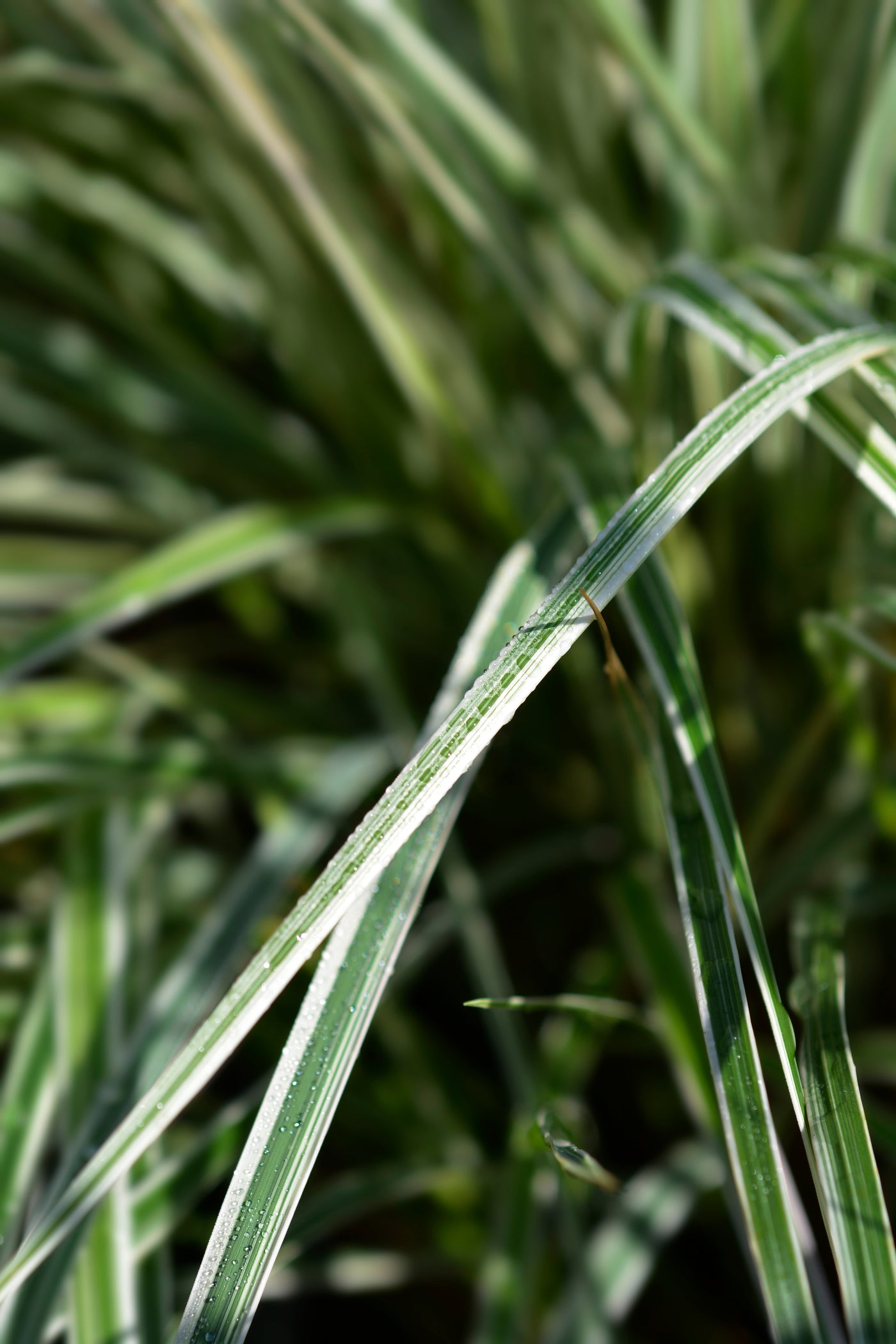 Calamagrostis acutiflora | Overdam