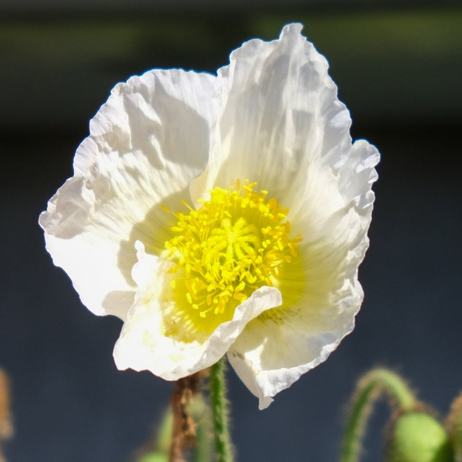 Papaver rhoeas | Bridal Silk