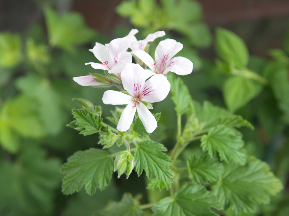 Pelargonium | Wendy's Lemon