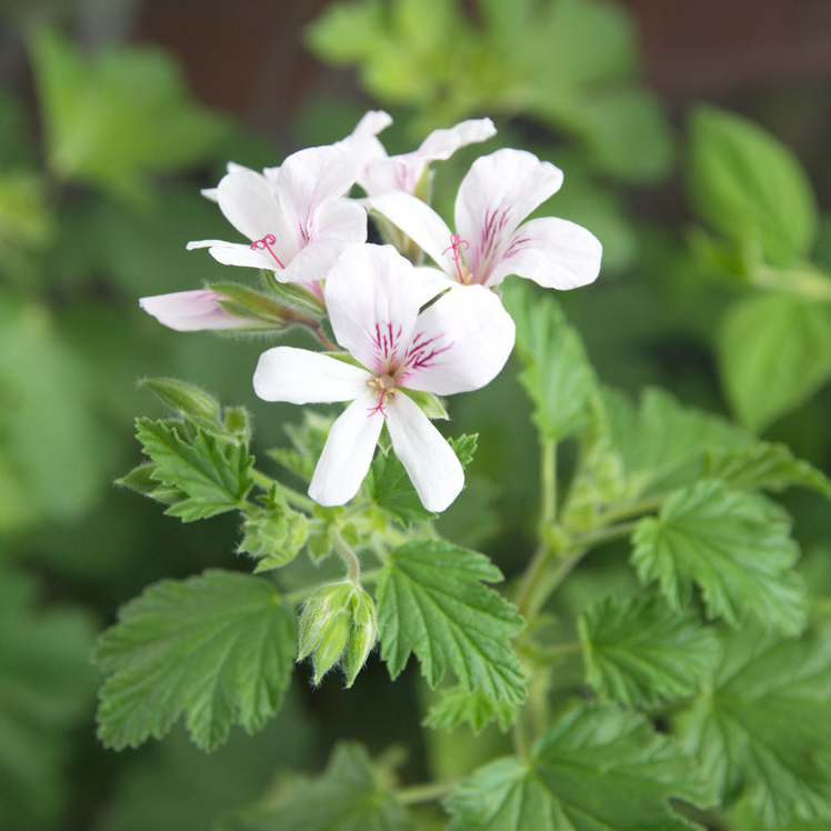 Pelargonium | Wendy's Lemon