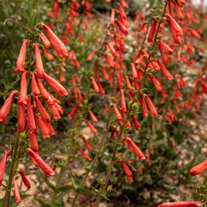 Penstemon eatonii | Firecracker