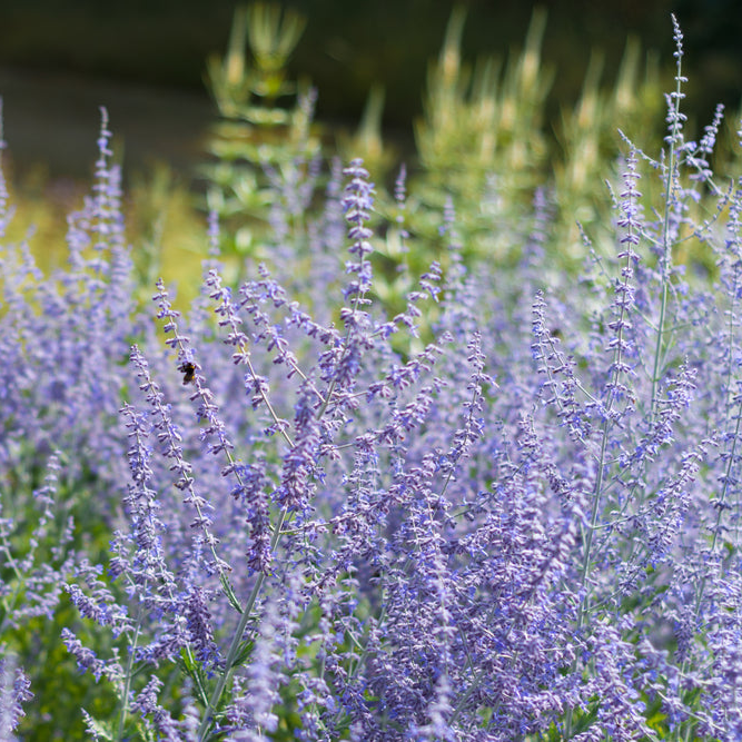 Perovskia atriplicifolia | Russian Sage