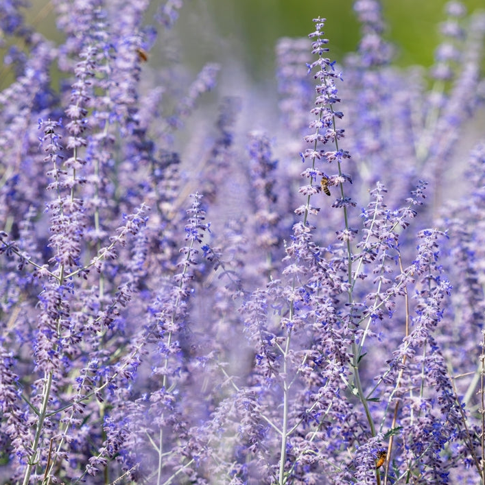 Perovskia atriplicifolia | Blue Steel