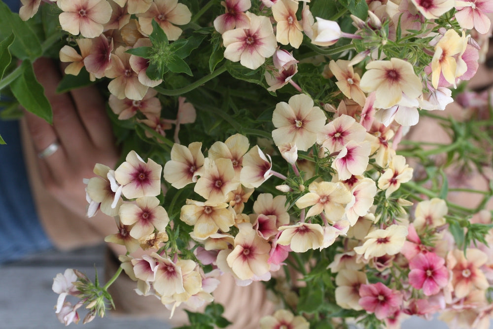 Phlox drummondii | Cherry Caramel