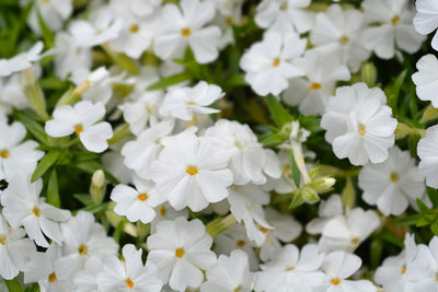 Phlox subulata | White Delight