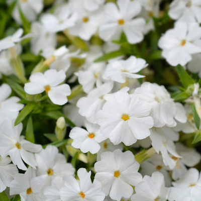 Phlox subulata | White Delight