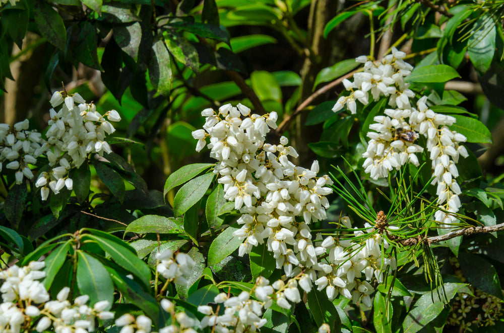 Pieris ryukyuensis | Temple Bells