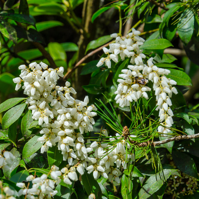 Pieris ryukyuensis | Temple Bells