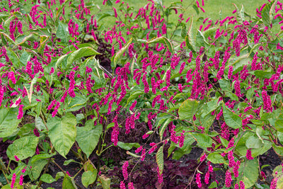 Polygonum orientale | Kiss Me Over The Garden Gate