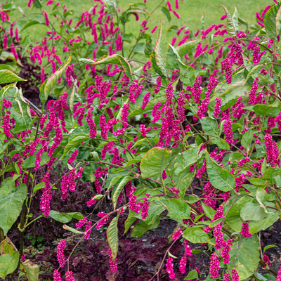 Polygonum orientale | Kiss Me Over The Garden Gate