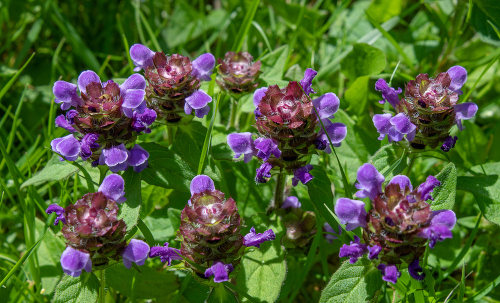 Prunella grandiflora | Bella Blue